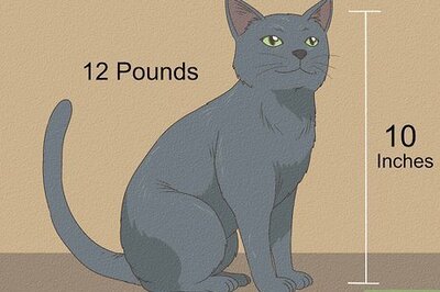 How to Identify a Nebelung Cat