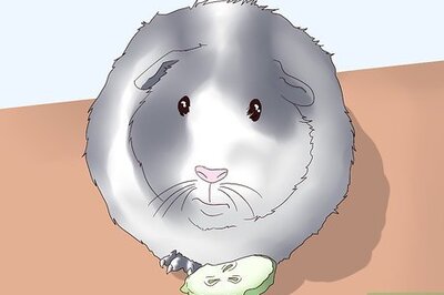 How to Make Sure Your Guinea Pig Is Happy