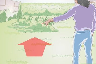 How to Feed a Wild Rabbit