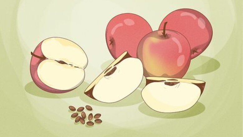 How to Plant Apple Seeds