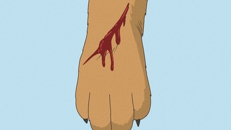 How to Wrap a Dog Paw