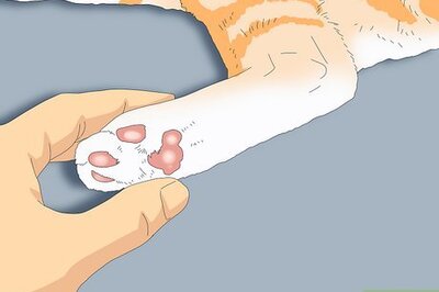 What to Do When Your Cat is Limping: Treatments, Causes, & More