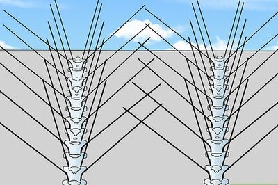 How to Catch Pigeons