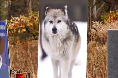 Groups Fight To Keep Gray Wolf Protections For Most Of US