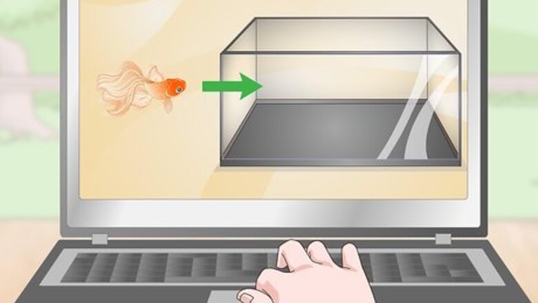 How to Care for Coldwater Fish