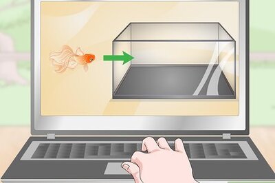 How to Care for Coldwater Fish
