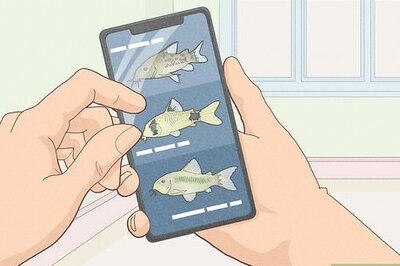 How to Breed Corydoras Fish