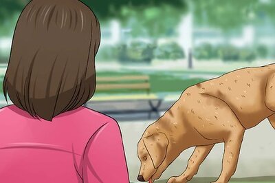 How to Determine if a Dog Is Dehydrated