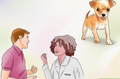 How to Take Care of a Teacup Chihuahua