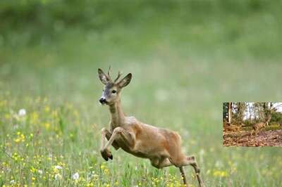 IFS Officer Shares Incredible Video of Chital Herd, Leaves Twitter Amazed