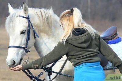 How to Get Your Horse to Trust You