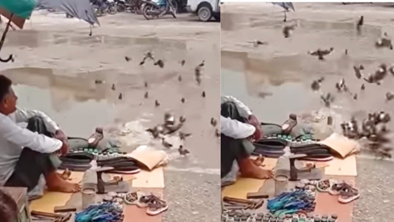 WATCH: Video of Roadside Cobbler Feeding Birds Moves The Internet