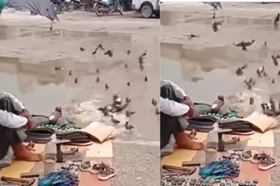 WATCH: Video of Roadside Cobbler Feeding Birds Moves The Internet