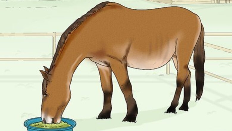 How to Prevent OCD in Horses