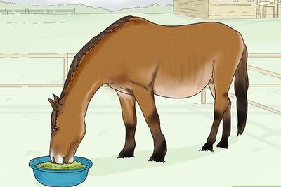 How to Prevent OCD in Horses