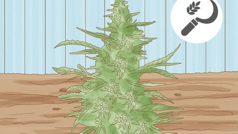 How to Harvest Hemp