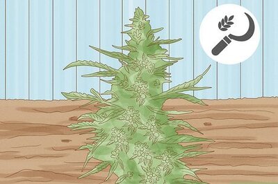 How to Harvest Hemp