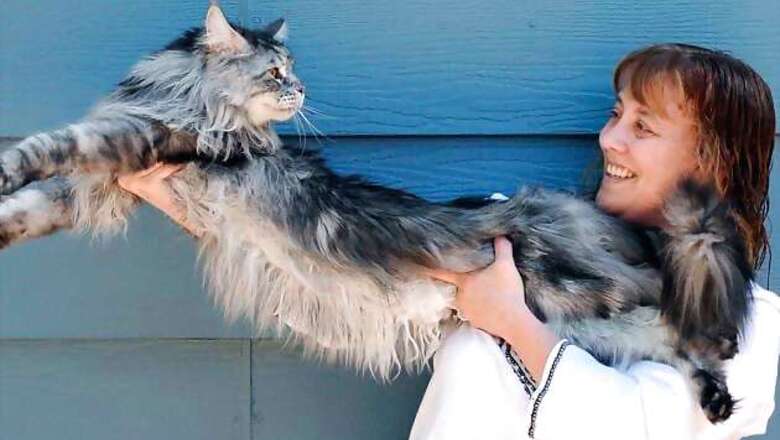 US: World's longest cat Stewie dies in Nevada