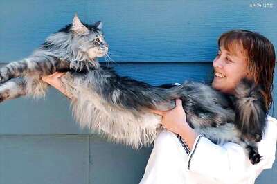 US: World's longest cat Stewie dies in Nevada