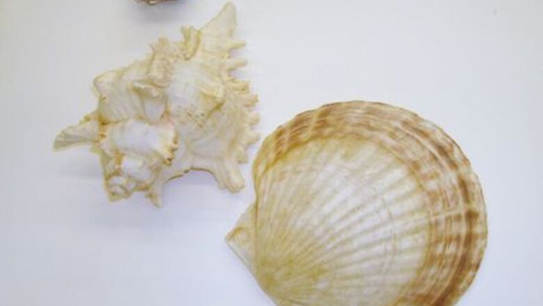 How to Paint a Watercolor of Seashells