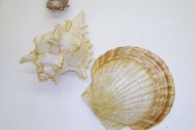 How to Paint a Watercolor of Seashells