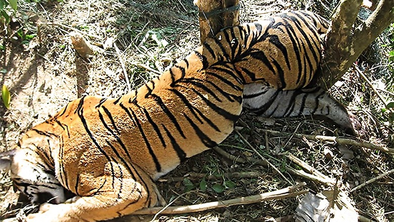 Tigress Perishes to Electrified Poaching Snare in Panna, 25 Die in 2017 in MP