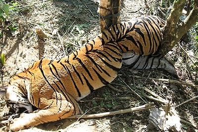 Tigress Perishes to Electrified Poaching Snare in Panna, 25 Die in 2017 in MP
