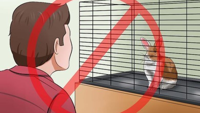 How to Buy a Rabbit