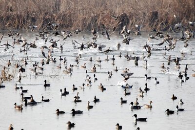 World Migratory Bird Day 2020: Theme, Significance and All You Need to Know