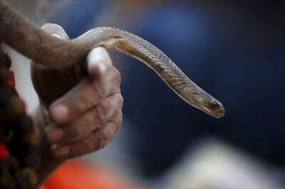 Bengal Govt Introduces Chapter on Snakes in Secondary Curriculum to Spread Awareness