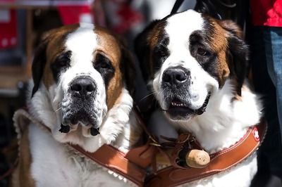 Foster Care Homes Reduces Stress Levels in Dogs