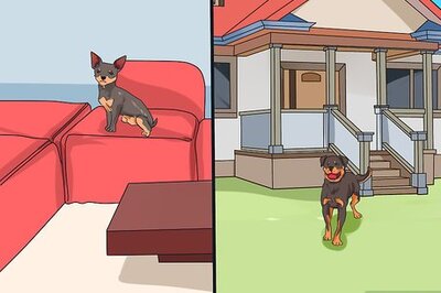 How to Choose a Laid‐Back Dog