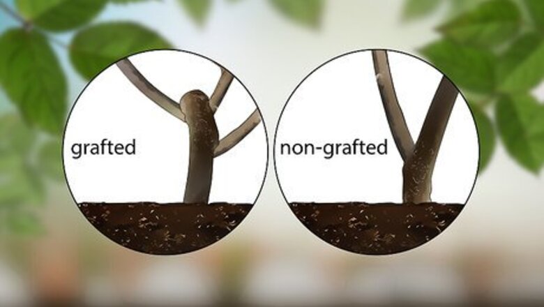 How to Get Rid of Suckers from Your Rose Bush