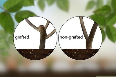 How to Get Rid of Suckers from Your Rose Bush