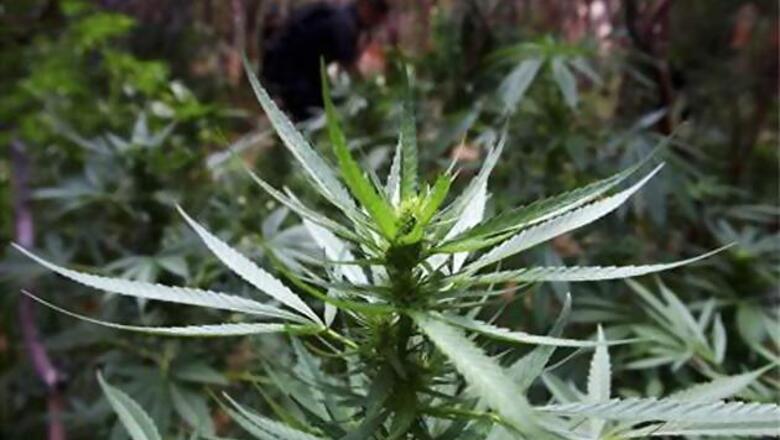 Stop marijuana use to boost fertility: Study