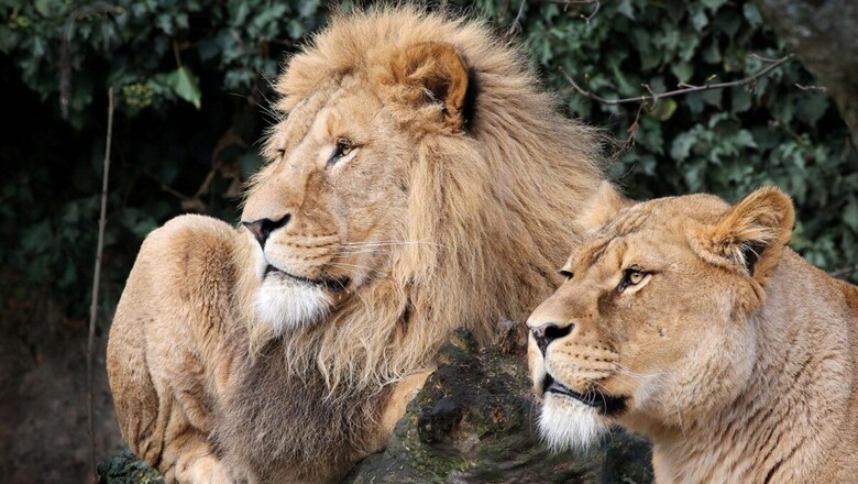 8 Asiatic Lions at Hyderabad Zoo Test Positive for Covid-19, First Such Case Reported from India