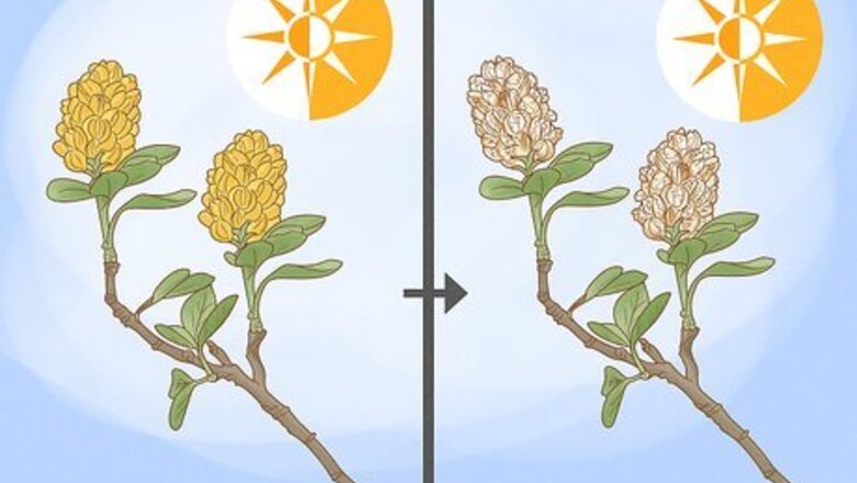How to Prune Cytisus Battandieri