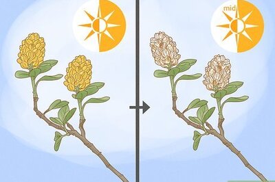 How to Prune Cytisus Battandieri