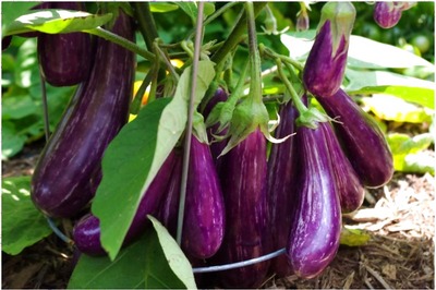 Did You Know Eggplant Can Help You Lose Weight, Cure Anemia?