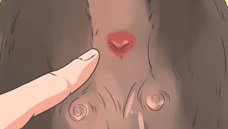 How to Diagnose Canine Anal Sac Problems