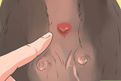 How to Diagnose Canine Anal Sac Problems
