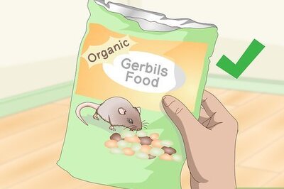 How to Spoil Your Gerbils
