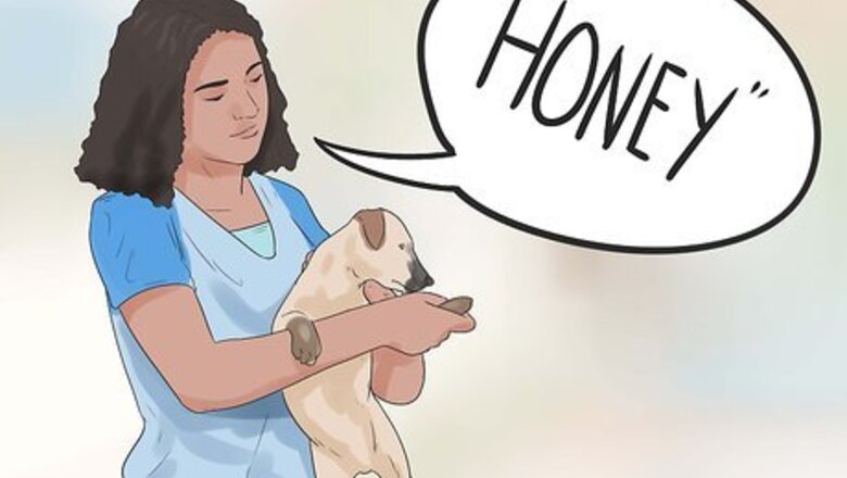 550+ Funny & Silly Pet Names for Your Furry Friend