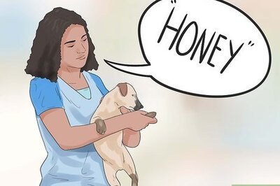 550+ Funny & Silly Pet Names for Your Furry Friend