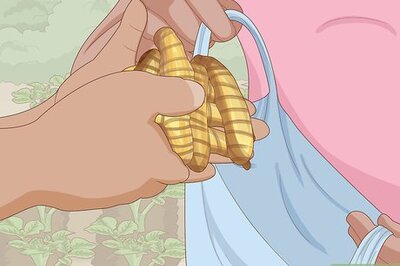 How to Plant and Care for Turmeric