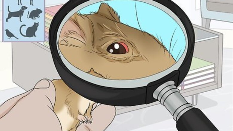 How to Treat Sore Eyes in Gerbils