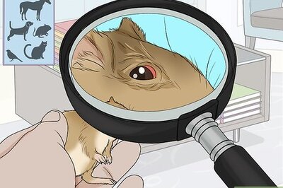 How to Treat Sore Eyes in Gerbils