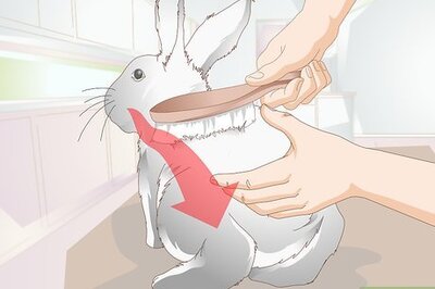 How to Keep a Rabbit Clean