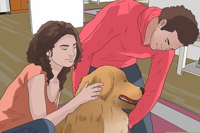 How to Pick up a Dog Properly