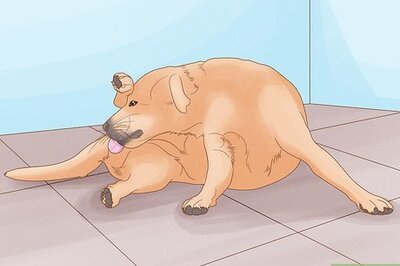 How to Diagnose and Treat Your Dog's Itchy Skin Problems